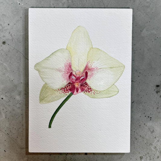 Orchid Study — Original Watercolor by Angelica Boleta (Framed 5x7)